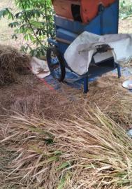 Semangat Ramadan, Warga Botodayaan Tetap Panen Padi